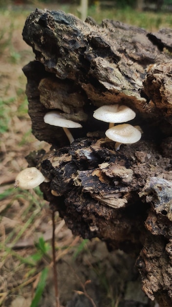 Lentinus is a genus of fungi in the family Polyporaceae