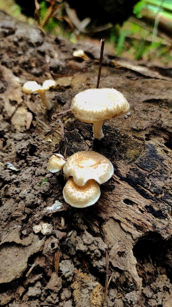 Lentinus is a genus of fungi in the family Polyporaceae