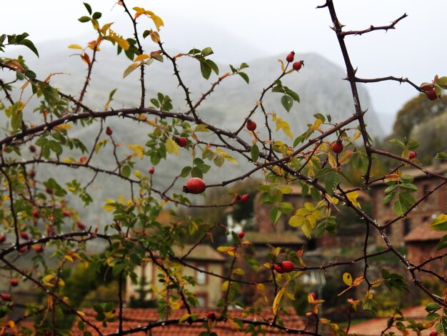 Leonese mountain village in winter