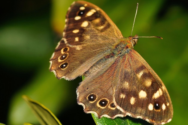 Leopard Butterfly Gracefully Resting on a Leaf