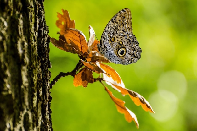 Leopard Butterfly Resting on Tree Leaf