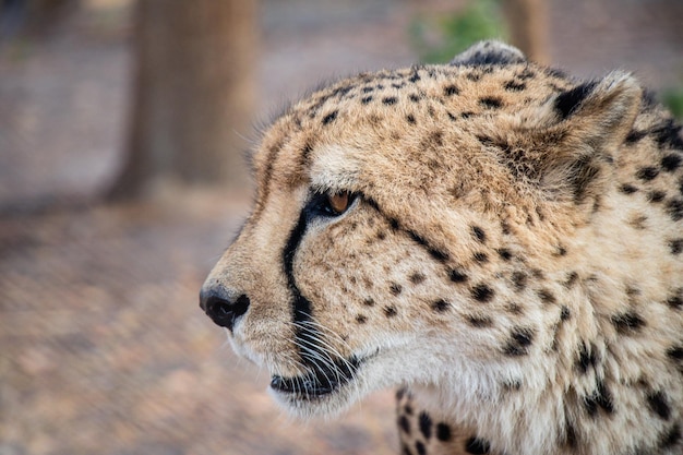 Leopard at Chaminuka National Park, Lusaka, Zambia, Wildlife in Africa