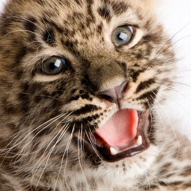 Leopard Cub in front of a white background