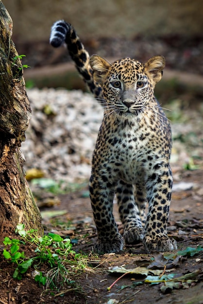 Leopard cub Panthera pardus kotiya