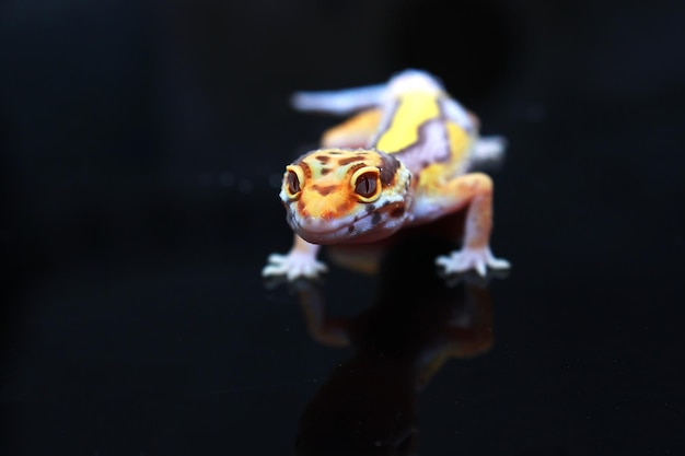 Leopard gecko on black exotic animal