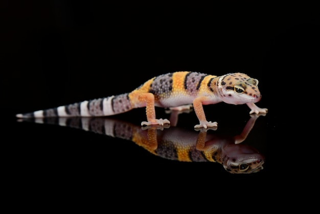 Leopard Gecko on a branch closeup