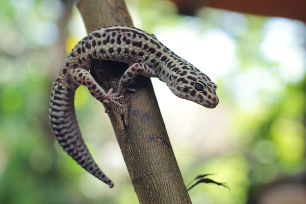 The leopard gecko or common leopard gecko is a grounddwelling lizard