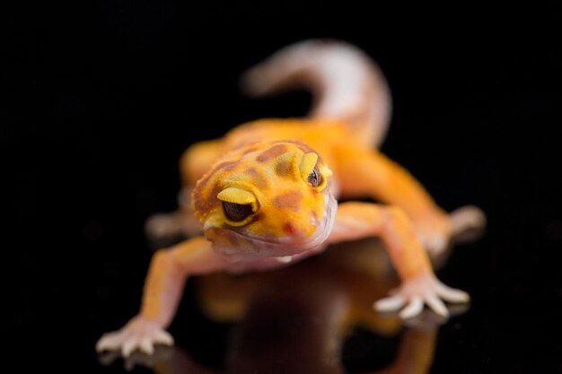 Leopard gecko, Eublepharis macularius, tremper albino isolated on black background