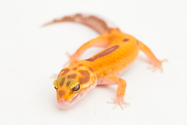 Leopard gecko, Eublepharis macularius, tremper albino isolated on white background