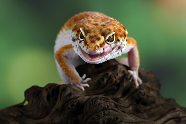 Leopard gecko lizard closeup on a branch with sticking out tongue