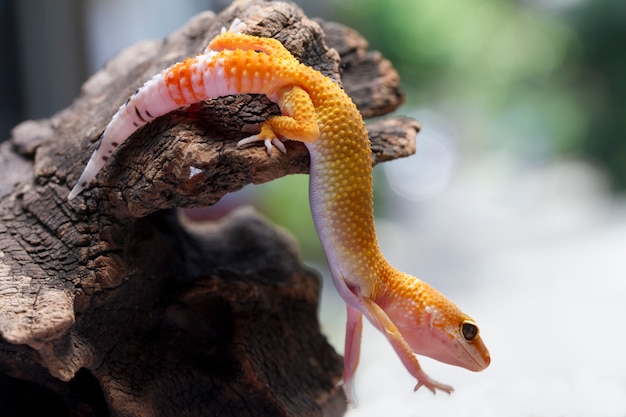 Leopard Gecko on natural background