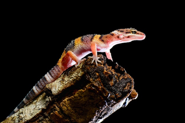 Leopard Gecko on a tree branch on a black background