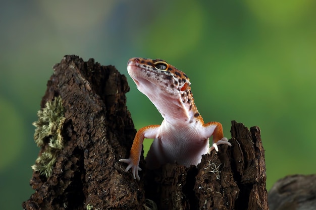 Photo leopard geckol closeup head on wood leopard gecko lookong for prey