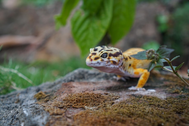 Leopard geckos are amazing companions for keepers to have unique pet They are very easy to care