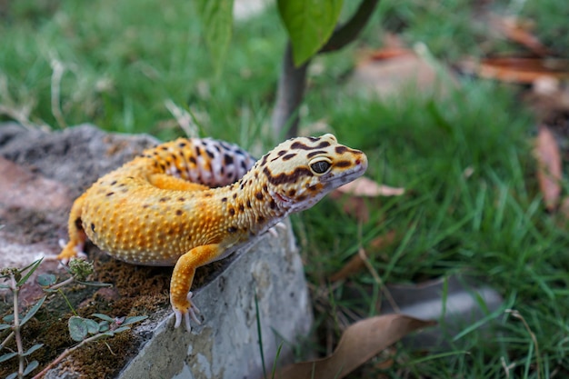 Leopard geckos are amazing companions for keepers to have unique pet They are very easy to care