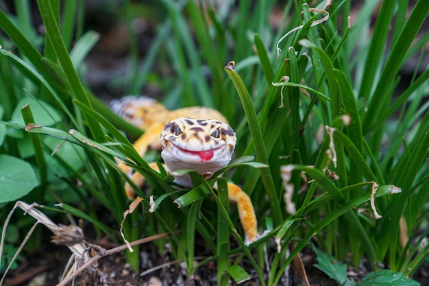 Leopard geckos are amazing companions for keepers to have unique pet They are very easy to care