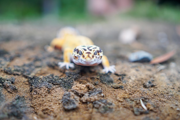 Leopard geckos are amazing companions for keepers to have unique pet They are very easy to care