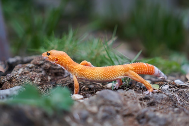 Leopard geckos are amazing companions for keepers to have unique pet They are very easy to care