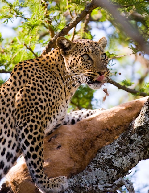 Leopard is standing on the tree