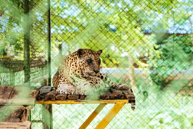 leopard lying on wood