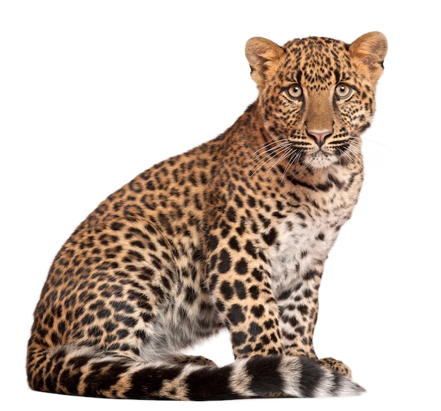 Leopard, Panthera pardus, 6 months old, sitting