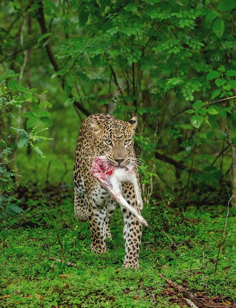 Photo leopard panthera pardus kotiya with prey in the jungle sri lanka yala national park