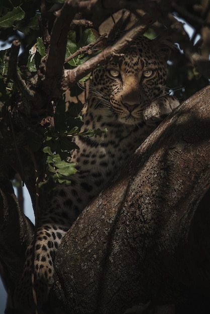 Leopard Panthera pardus