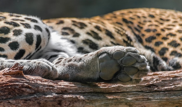 leopard paw (Panthera pardus) on wooden log,