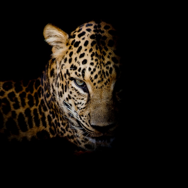 Leopard portrait isolate on black background