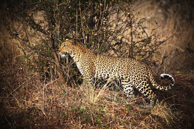 Leopard portrait