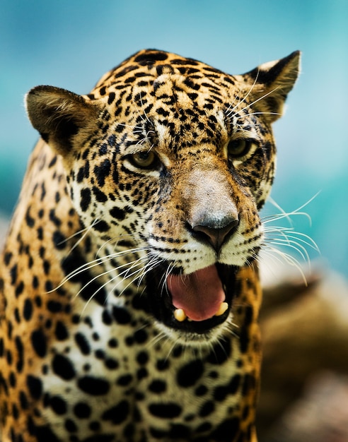 Leopard portrait