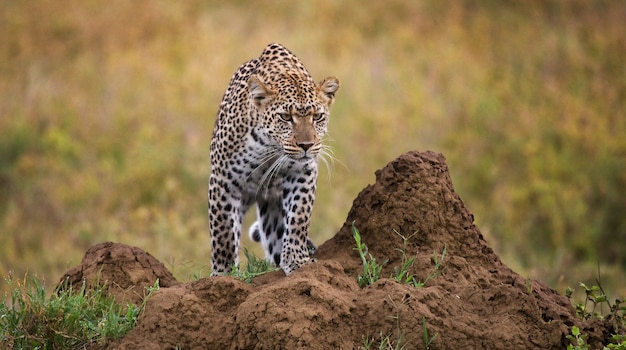 Leopard in the savannah. National Park. Kenya. Tanzania. Maasai Mara. Serengeti.