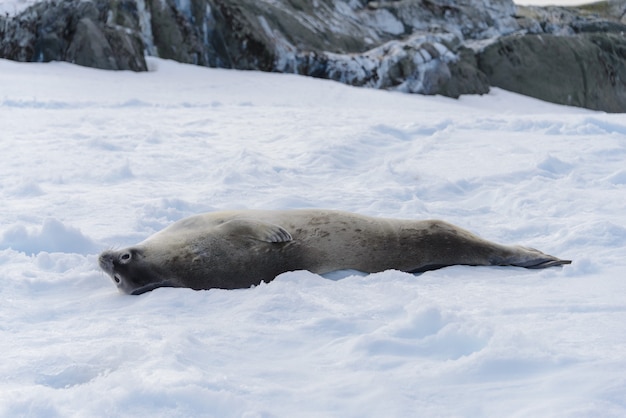 Leopard seal on beach with snow in Antarctica