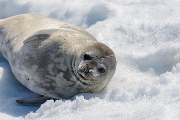 Leopard seal on beach with snow in Antarctica