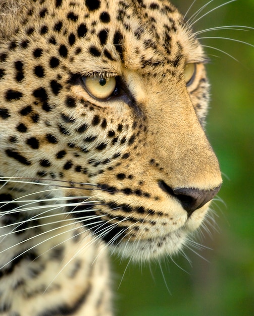 Leopard in the serengeti national reserve