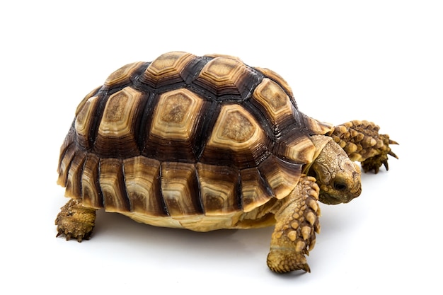 Leopard Tortoise 