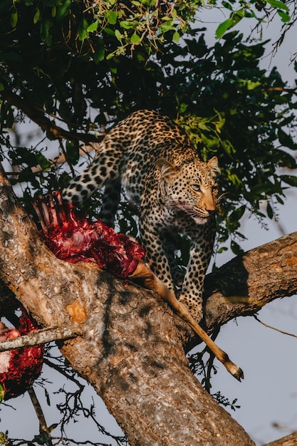 Leopard in a tree with an impala kill