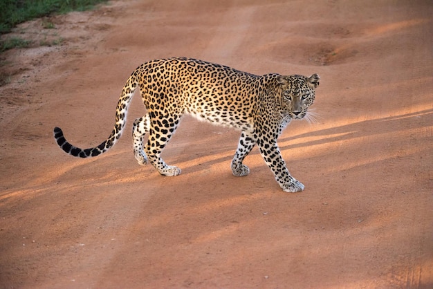 a leopard walks across a dirt road in the sun