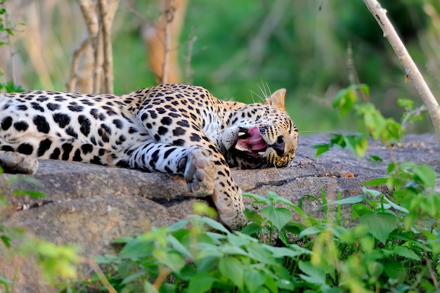 Leopard in the wild on the island of Sri Lanka