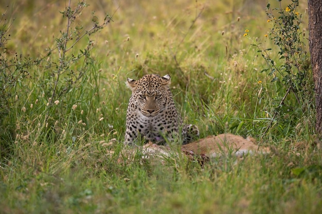 Leopard with his prey. National Park. Kenya. Tanzania. Maasai Mara. Serengeti.