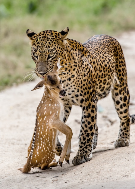 Leopard with prey is walking along a forest road