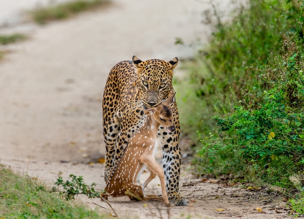 Leopard with prey is walking along a forest road