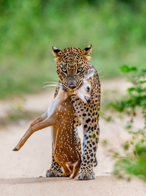 Leopard with prey is walking along a forest road