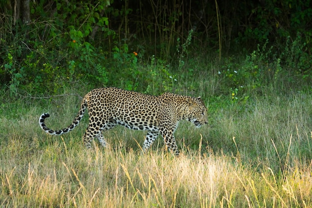 Leopard at Yala national park in Sri Lanka