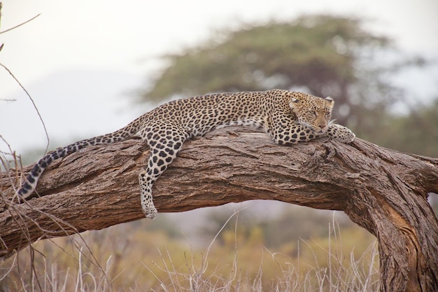 Leopards Lying on Dry Trees