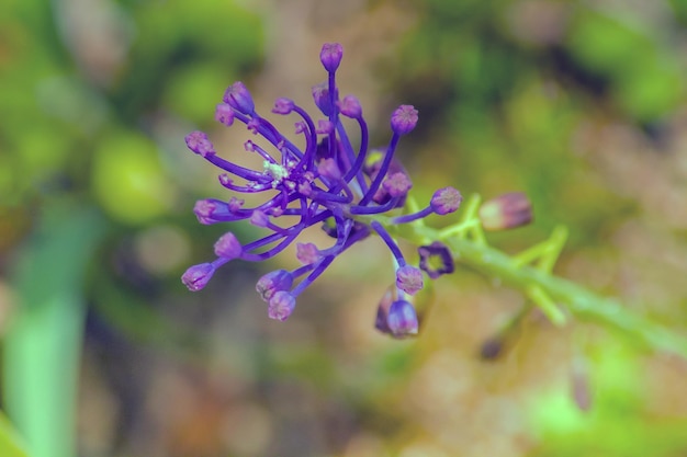 Leopoldia comosa Plant Macro Photography