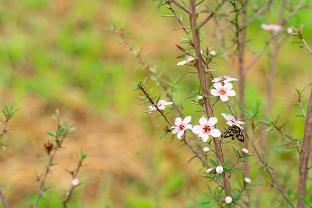 Leptospermum scoparium commonly called manuka come from south east Australia and New Zealand