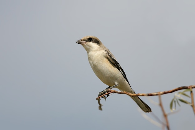 The lesser grey shrike (Lanius minor) sits on the branch on a blue sky