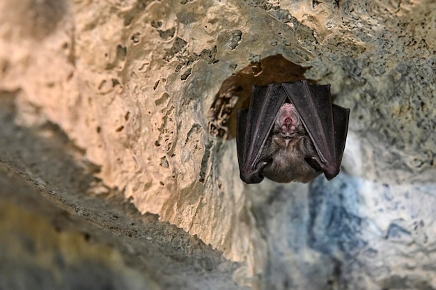 The lesser horseshoe bat is the smallest species of the genus rhinolophus