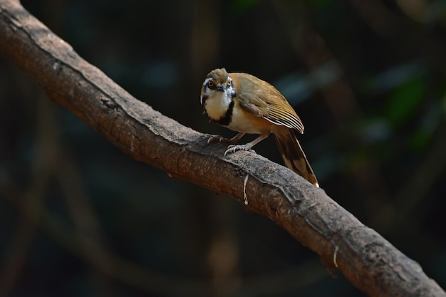 Lesser Necklaced Laughingthrush perching on branch in nature